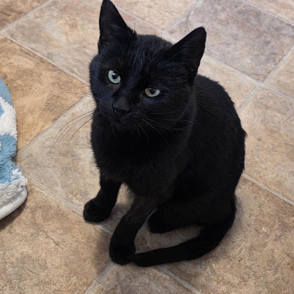 Dexter, Adoptable, Adult Male Domestic Short Hair.