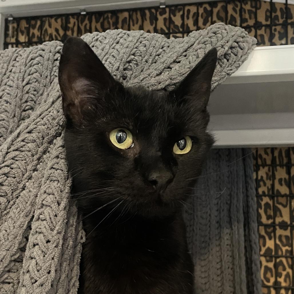 Enlarge Dexter, a Adoptable Domestic Short Hair in Chicago, IL image 2/2