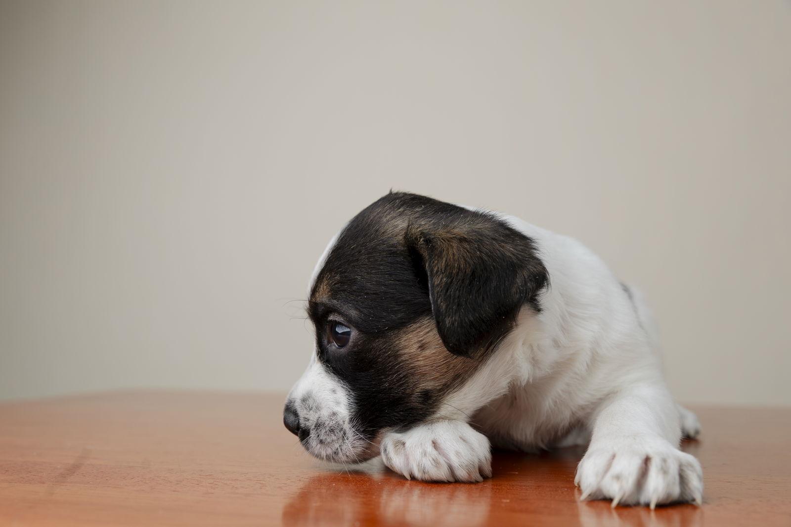 Enlarge Larette, a Adopted mixed breed in Garner, NC image 1/3