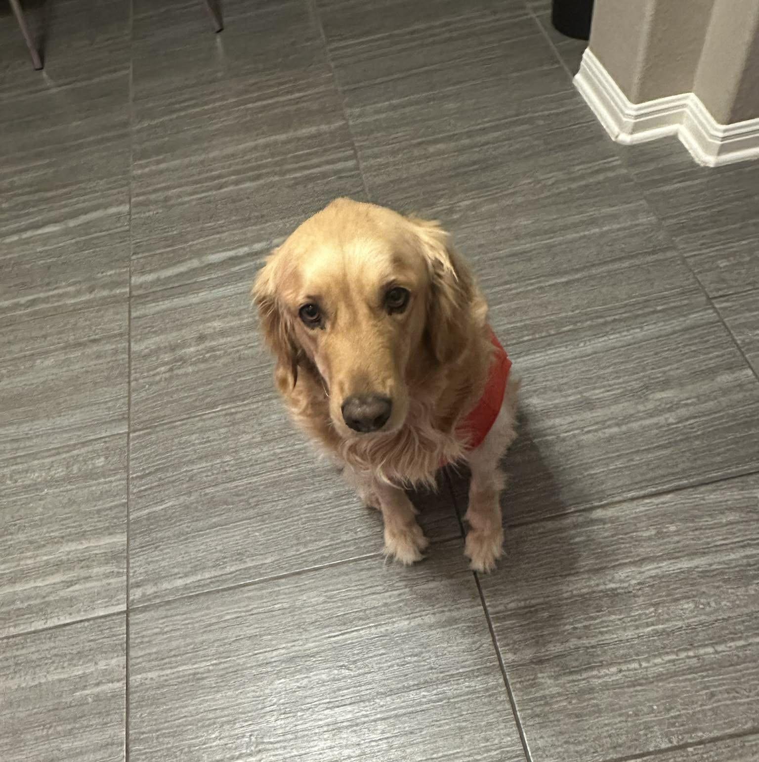 Enlarge Bernadette, an adopted mixed breed in San Antonio, TX image 4/5