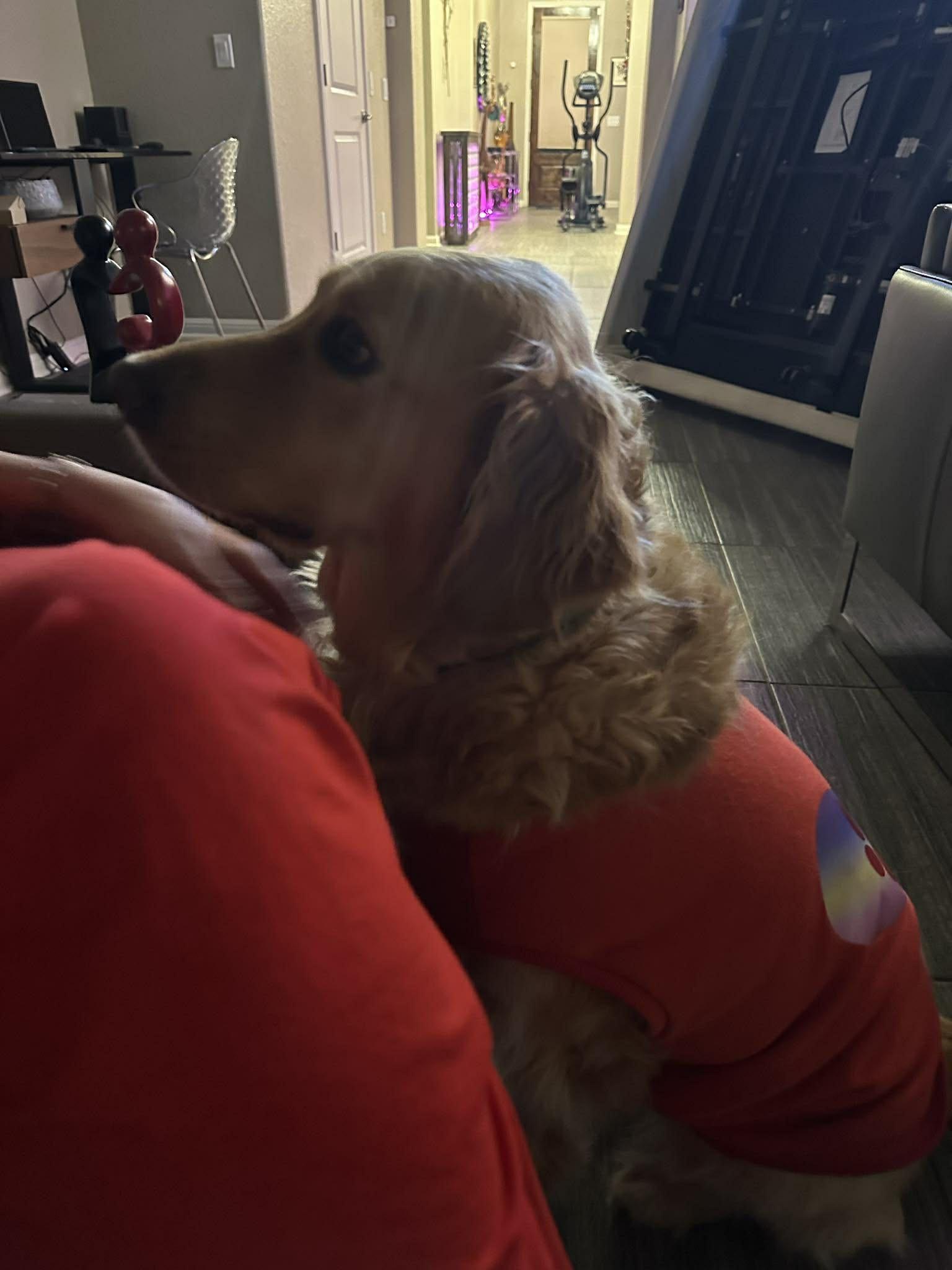 Enlarge Bernadette, an adopted mixed breed in San Antonio, TX image 3/5