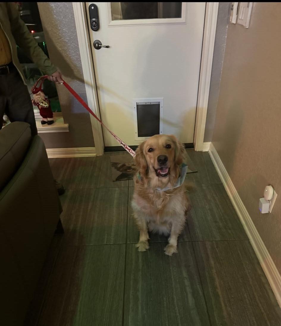 Enlarge Bernadette, an adopted mixed breed in San Antonio, TX image 2/5