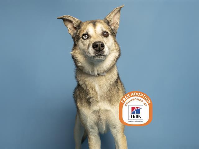 GUNNER, Adoptable, Adult Male Siberian Husky & Mixed Breed.