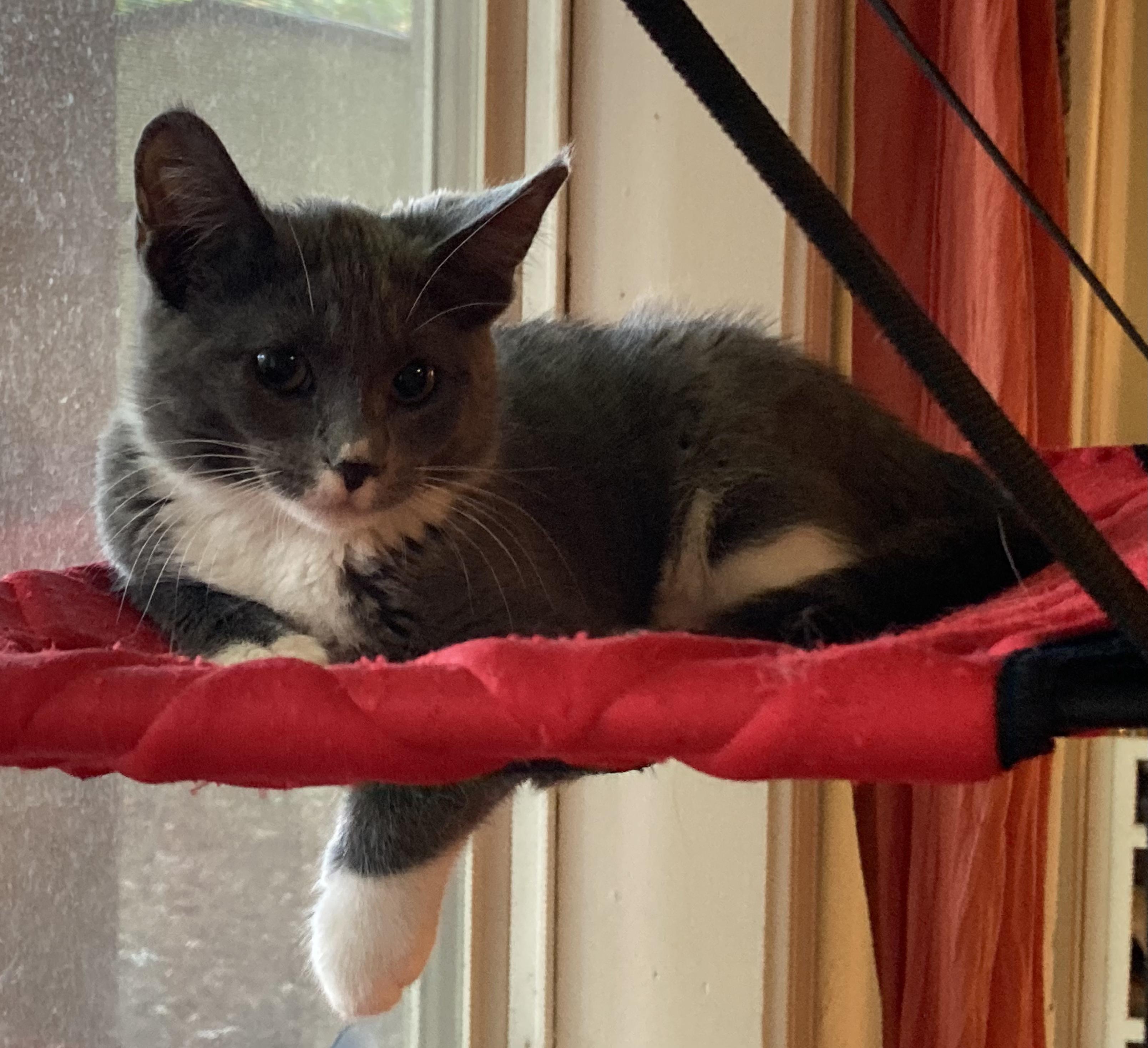 Josephine, a Adoptable Tuxedo in Springfield, OR image 2/3