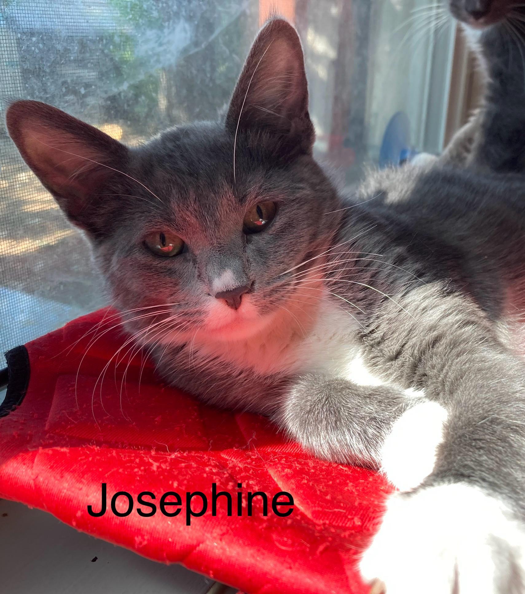 Josephine, Adoptable, Kitten Female Tuxedo.