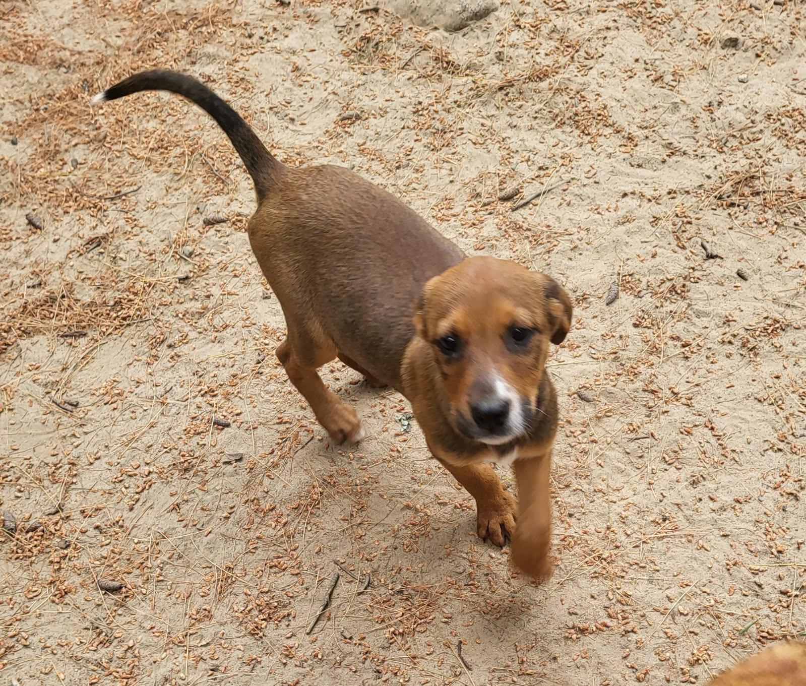 Enlarge Sally (DH-fostered in New England), a Adoptable mixed breed in Warwick, RI image 6/6