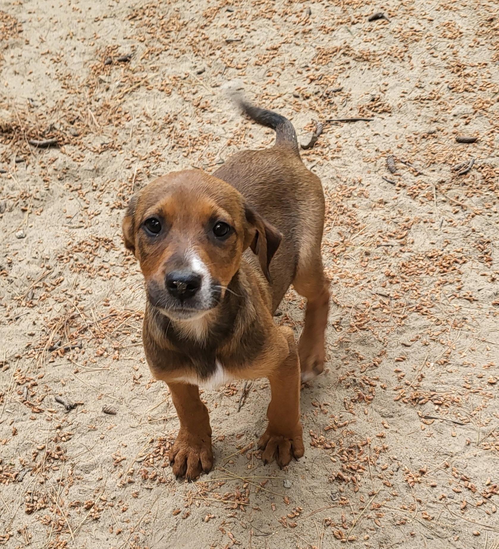 Enlarge Sally (DH-fostered in New England), a Adoptable mixed breed in Warwick, RI image 4/6