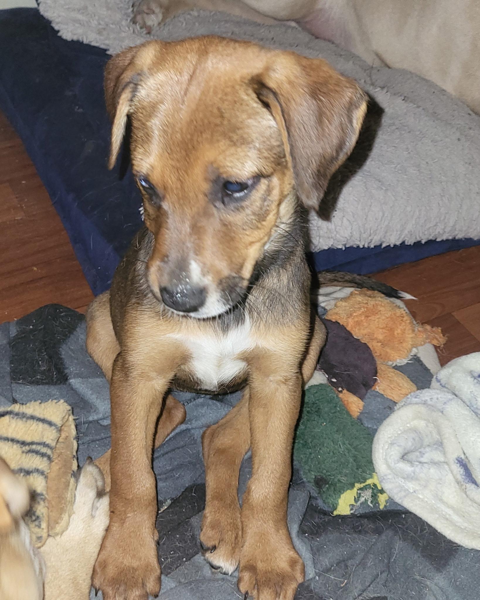 Enlarge Sally (DH-fostered in New England), a Adoptable mixed breed in Warwick, RI image 3/6