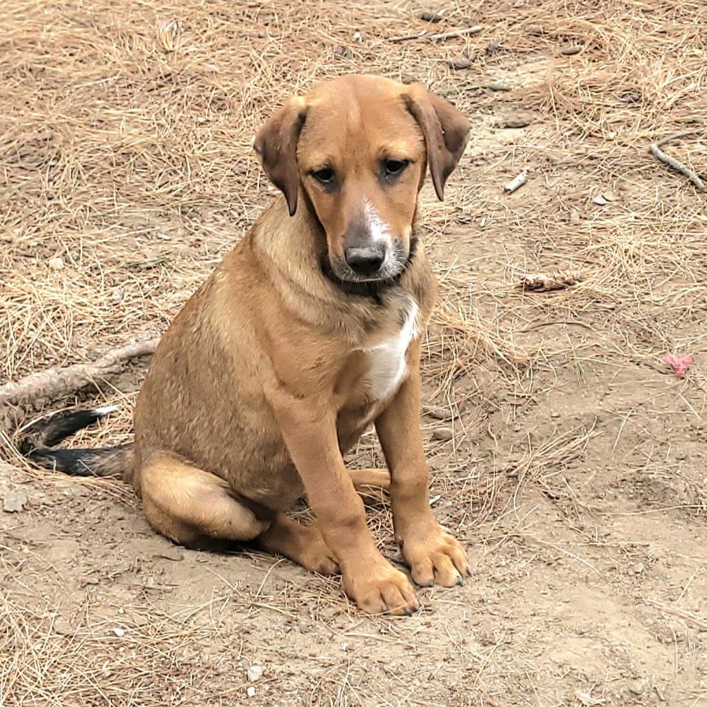 Sally (DH-fostered in New England), Adoptable, Puppy Female Shepherd & Beagle.
