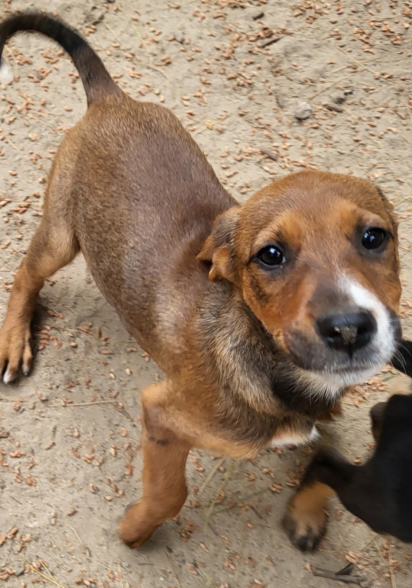 Sally (DH-fostered in New England), Adoptable, Puppy Female Beagle & Manchester Terrier.