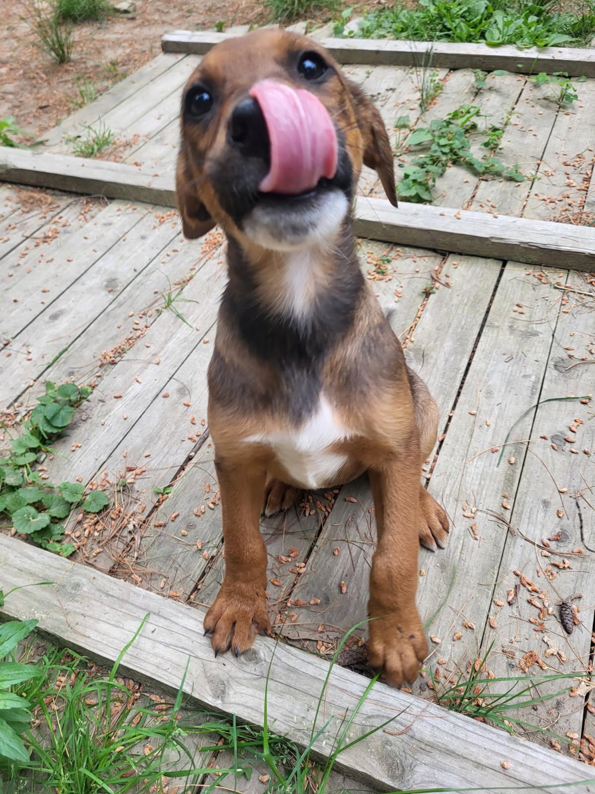 Enlarge Sally (DH-fostered in New England), a Adoptable mixed breed in Warwick, RI image 2/6