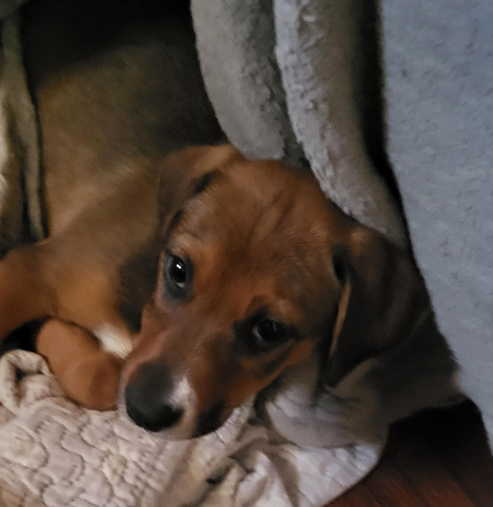 Enlarge Sally (DH-fostered in New England), a Adoptable mixed breed in Warwick, RI image 5/6