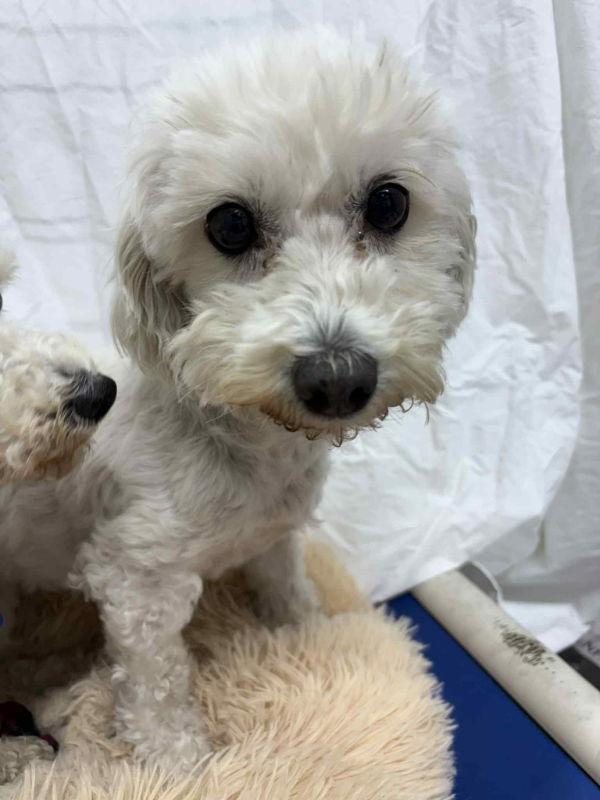 Garanelli, Adoptable, Adult Female Bichon Frise.