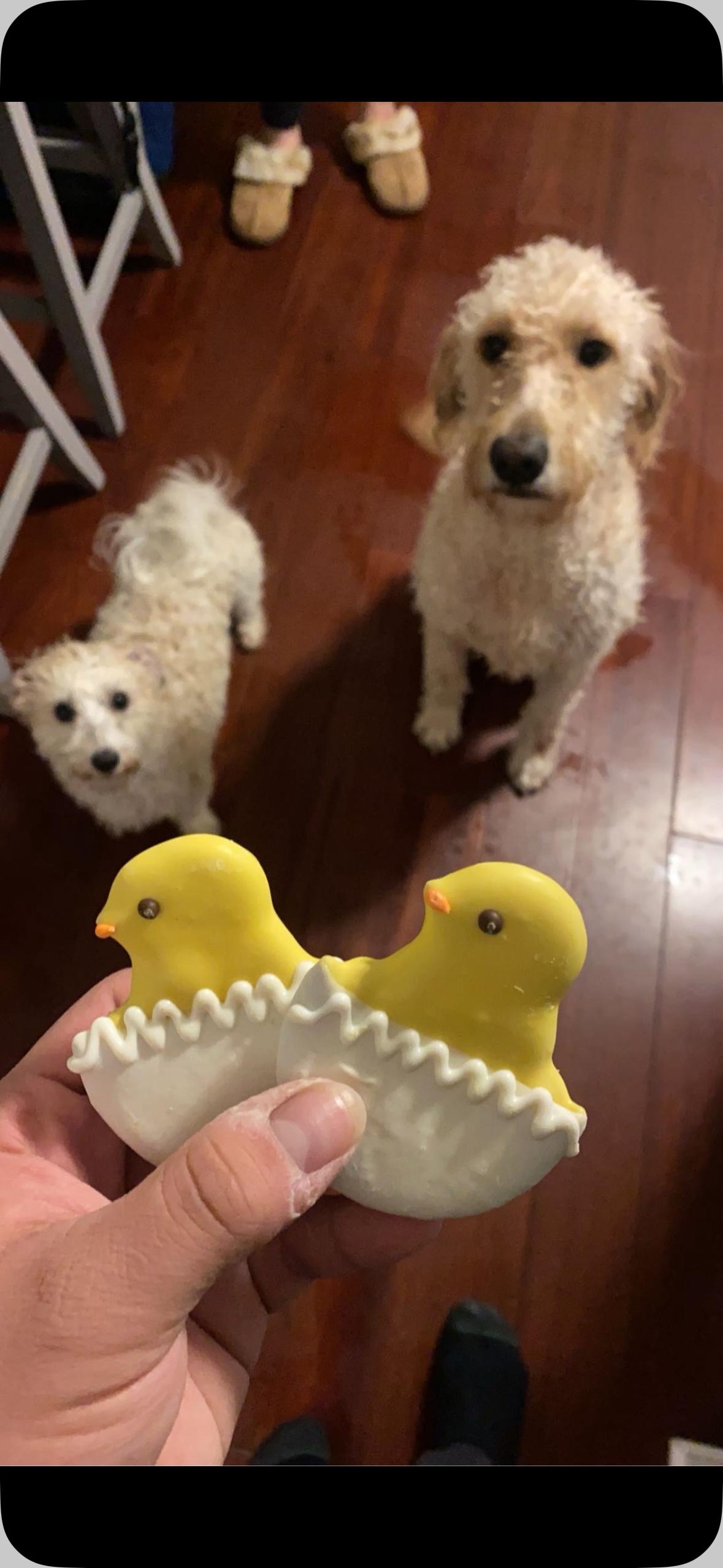 Milo and Daisy, ADOPTABLE, Adult Male Havanese.