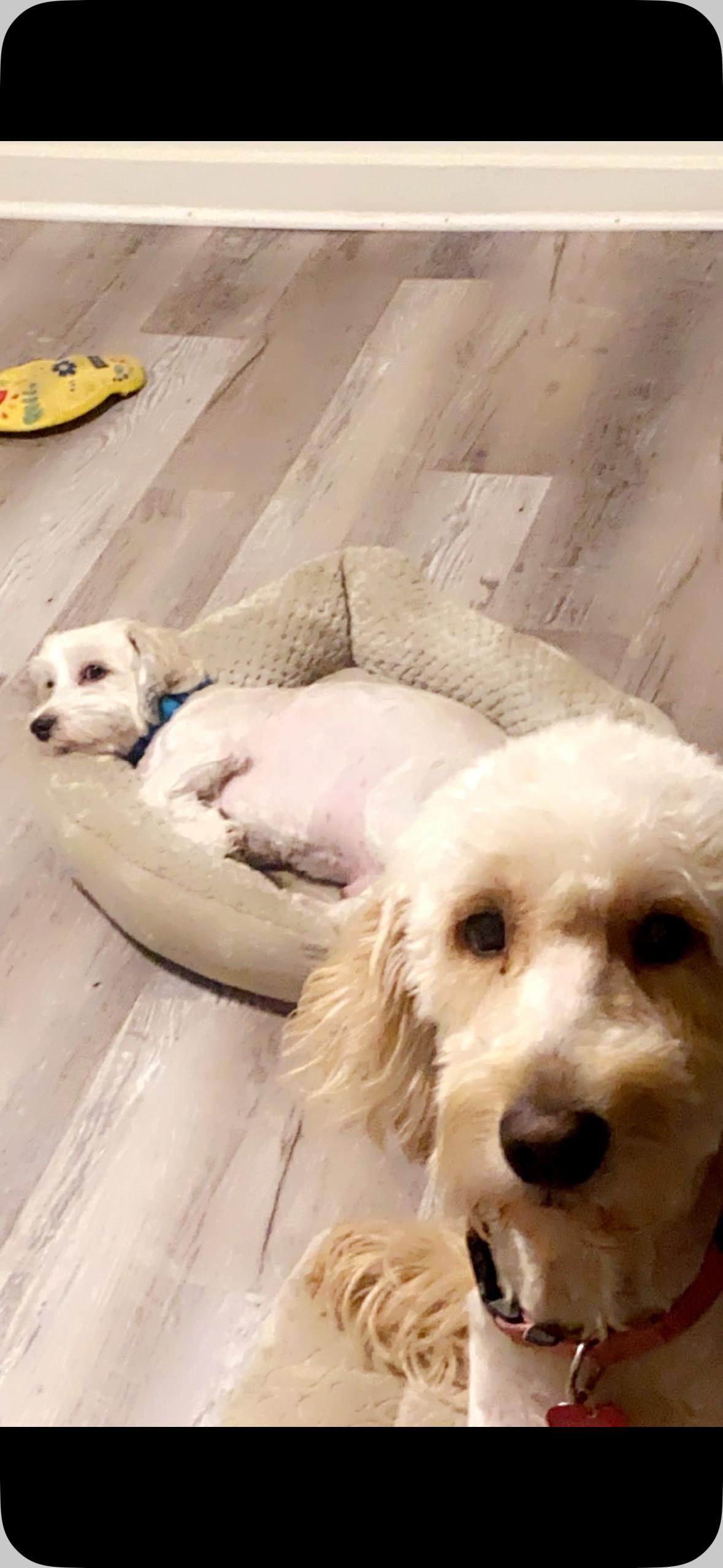 Milo And Daisy thumbnail 2