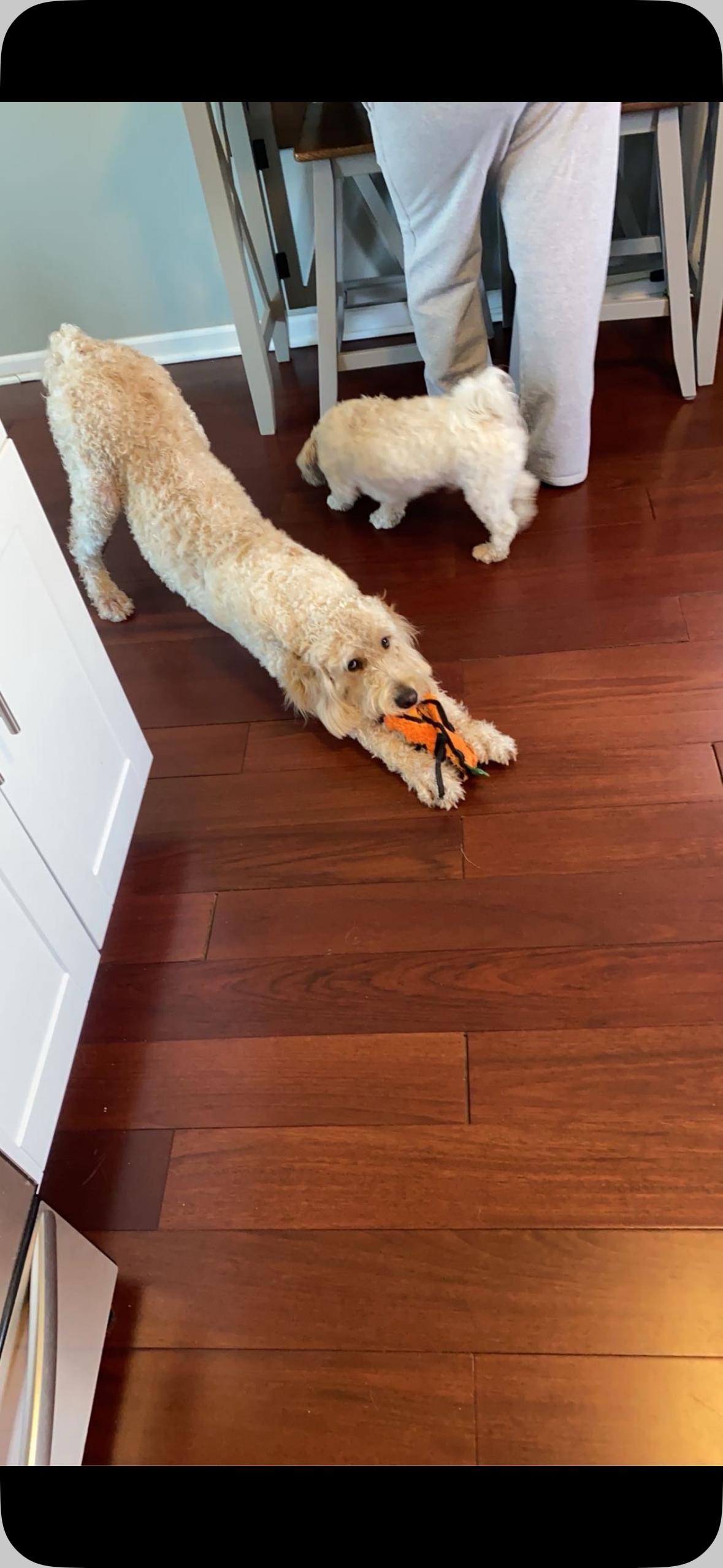 Milo and Daisy, a ADOPTABLE Havanese in Mount Prospect, IL image 2/6