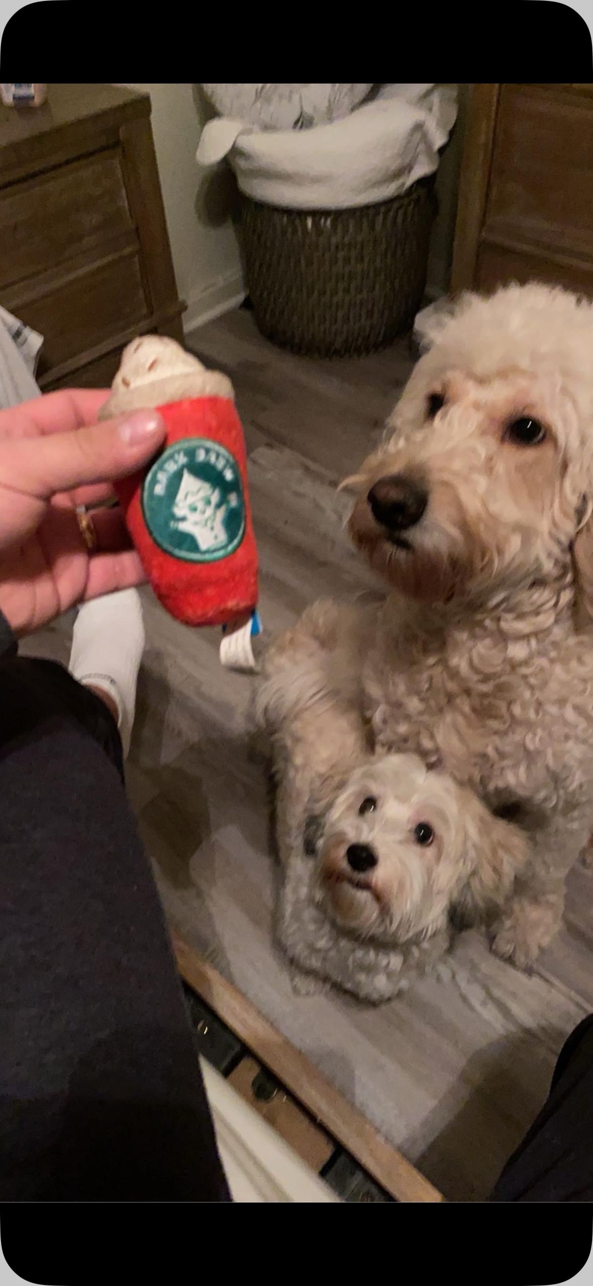 Milo and Daisy, a ADOPTABLE Havanese in Mount Prospect, IL image 5/6