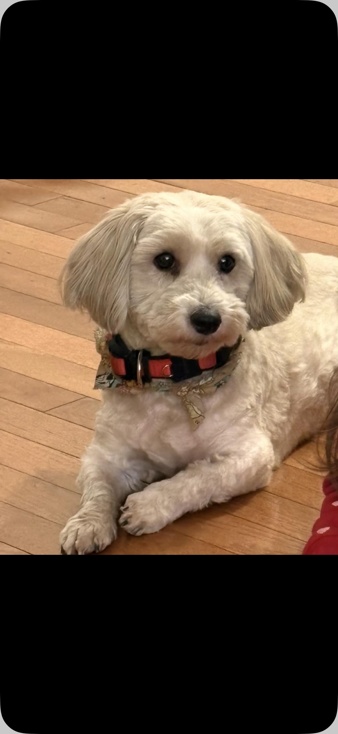 Milo and Daisy, a ADOPTABLE Havanese in Mount Prospect, IL image 3/6