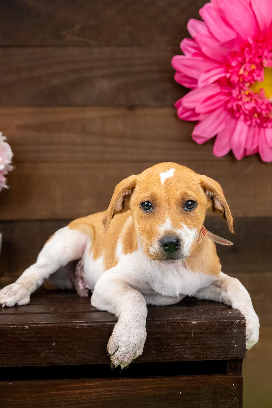 477-26, ADOPTABLE, Puppy Male Terrier.