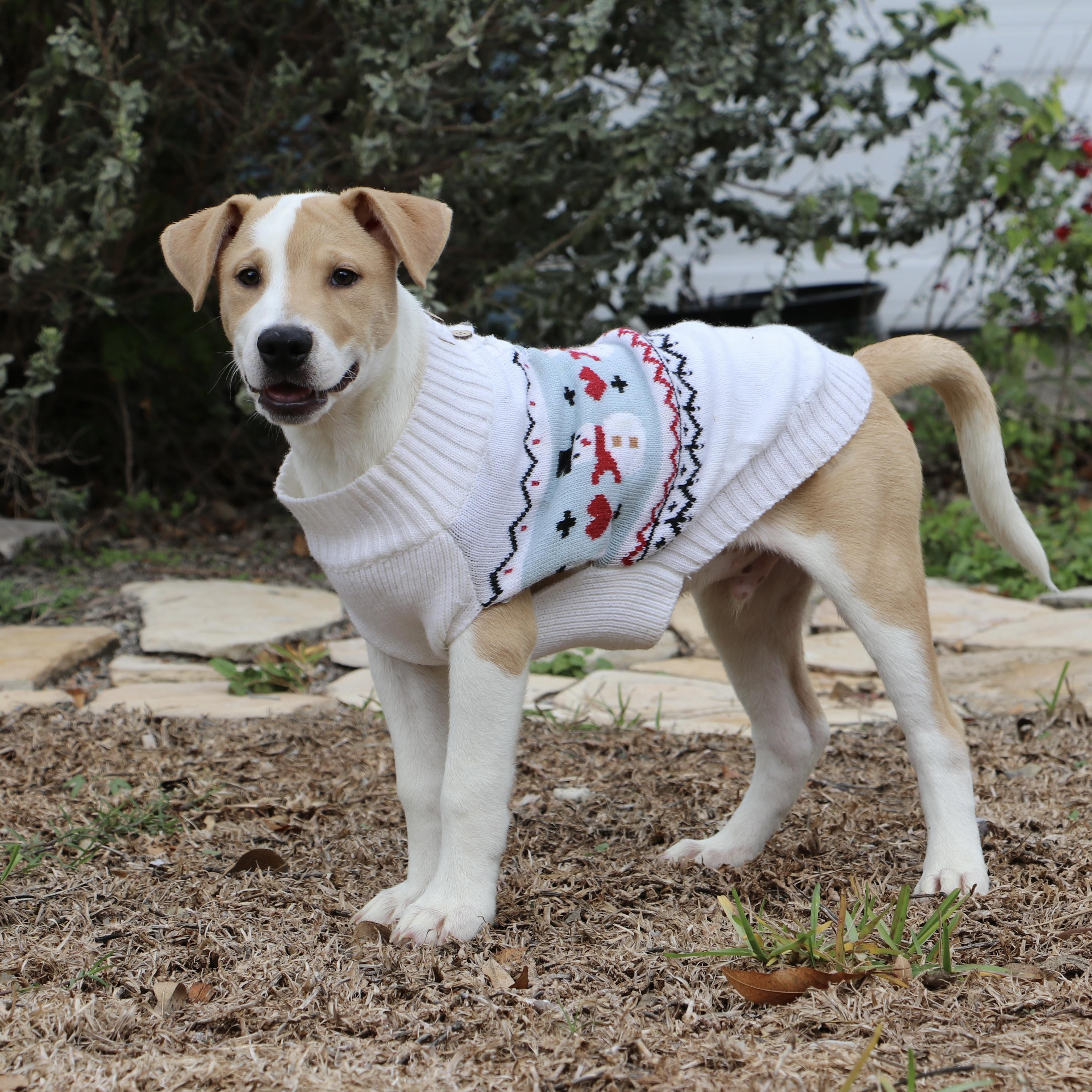 Outgoing And Cuddly Theodore thumbnail 2