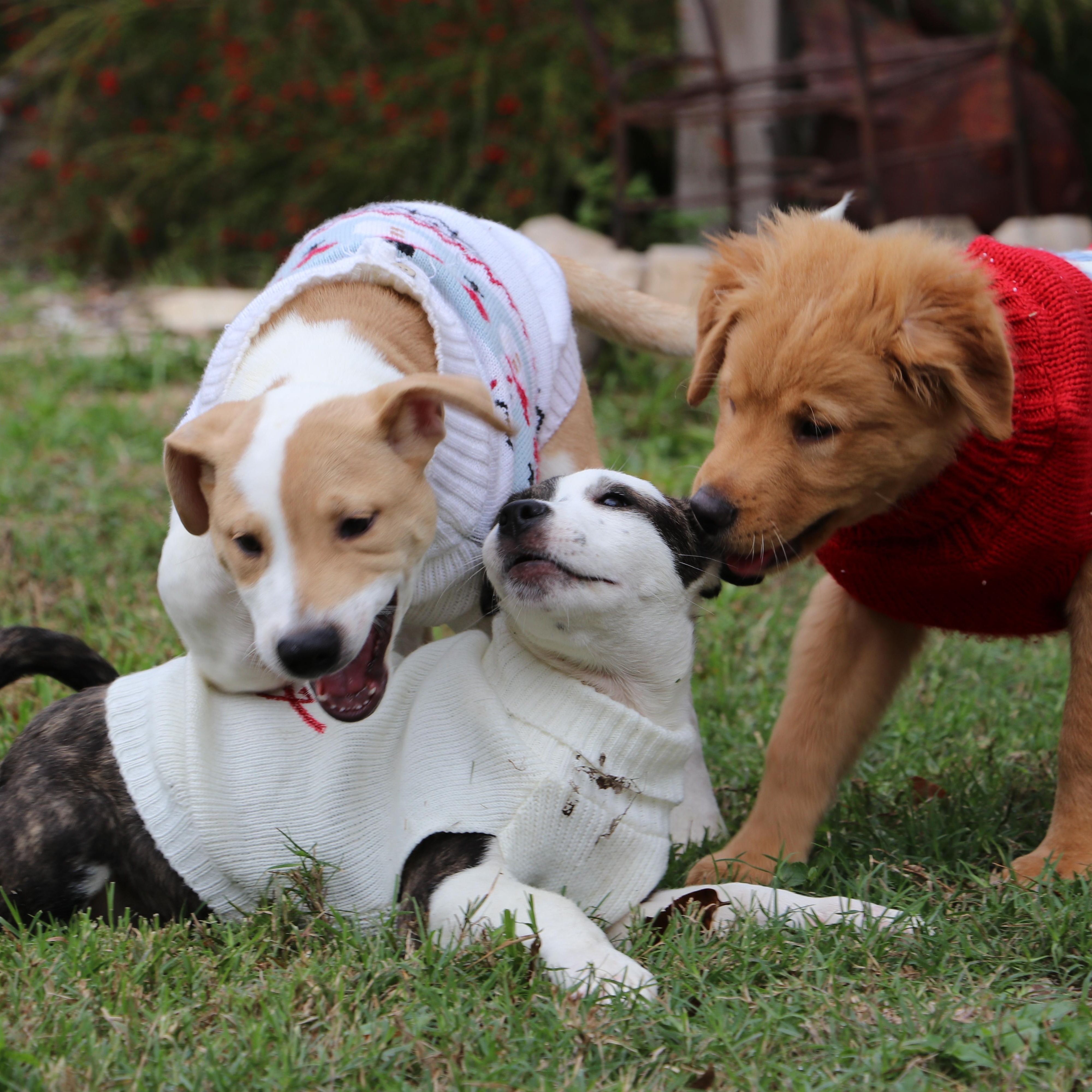 Outgoing And Cuddly Theodore thumbnail 3