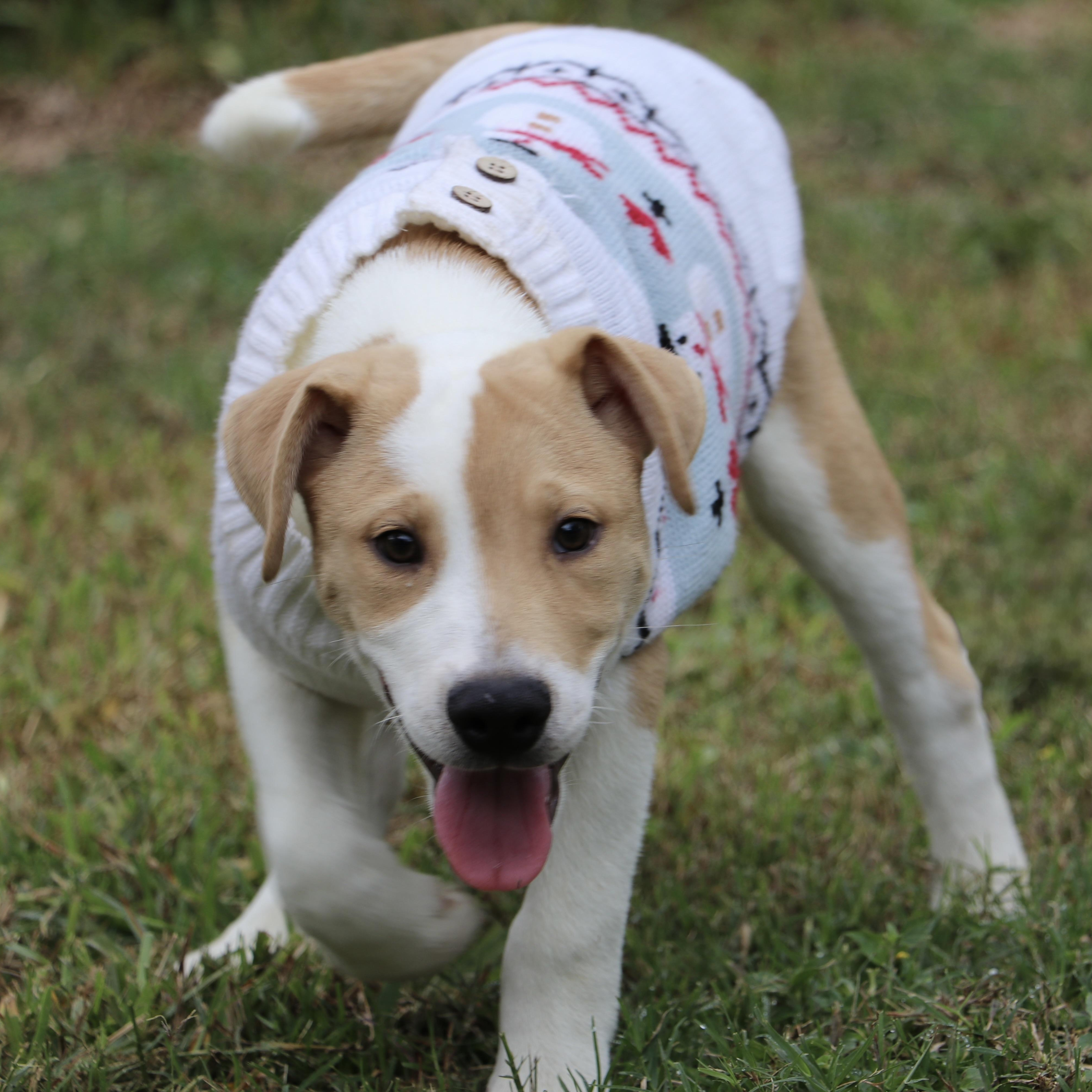 Outgoing And Cuddly Theodore thumbnail 4