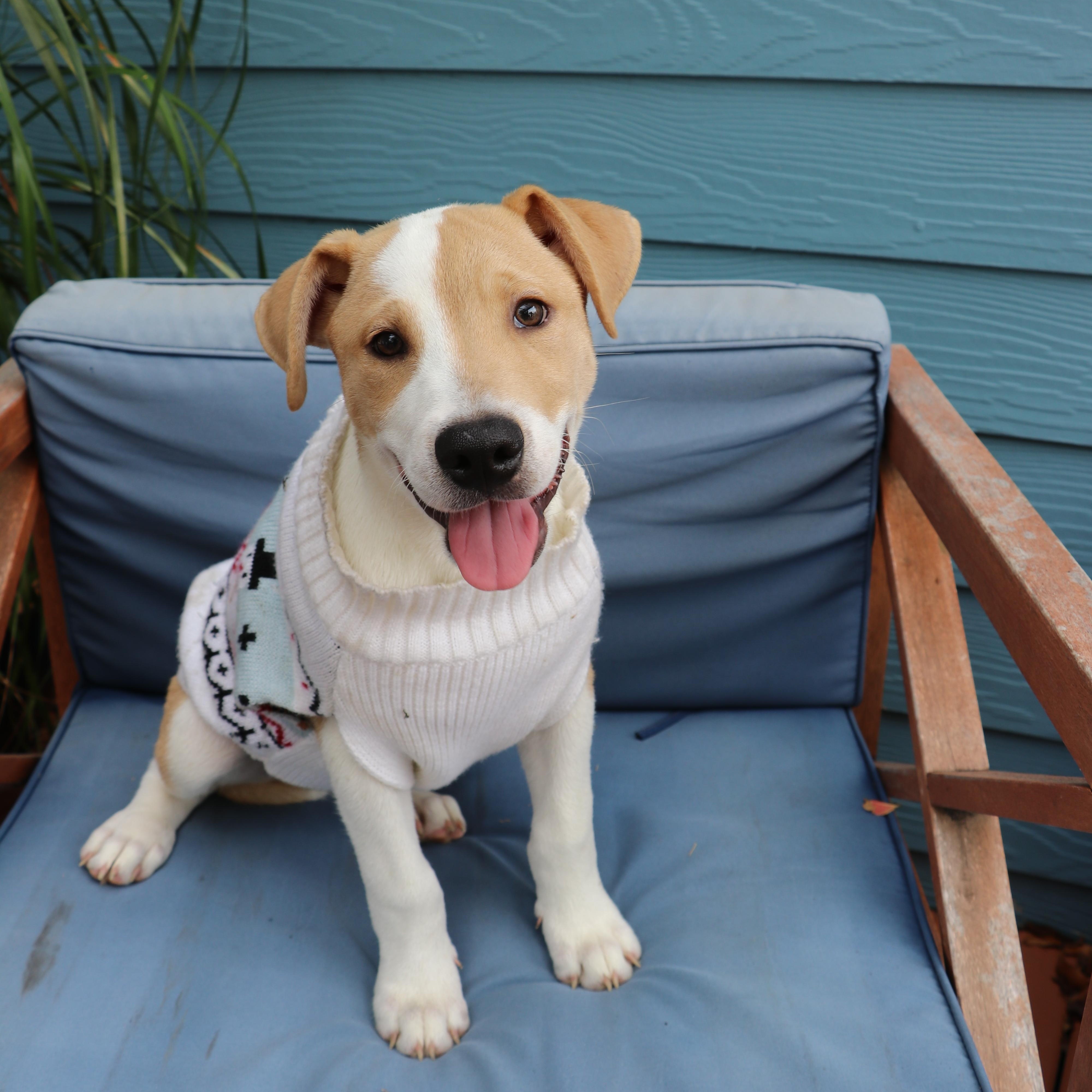 Outgoing And Cuddly Theodore thumbnail 5