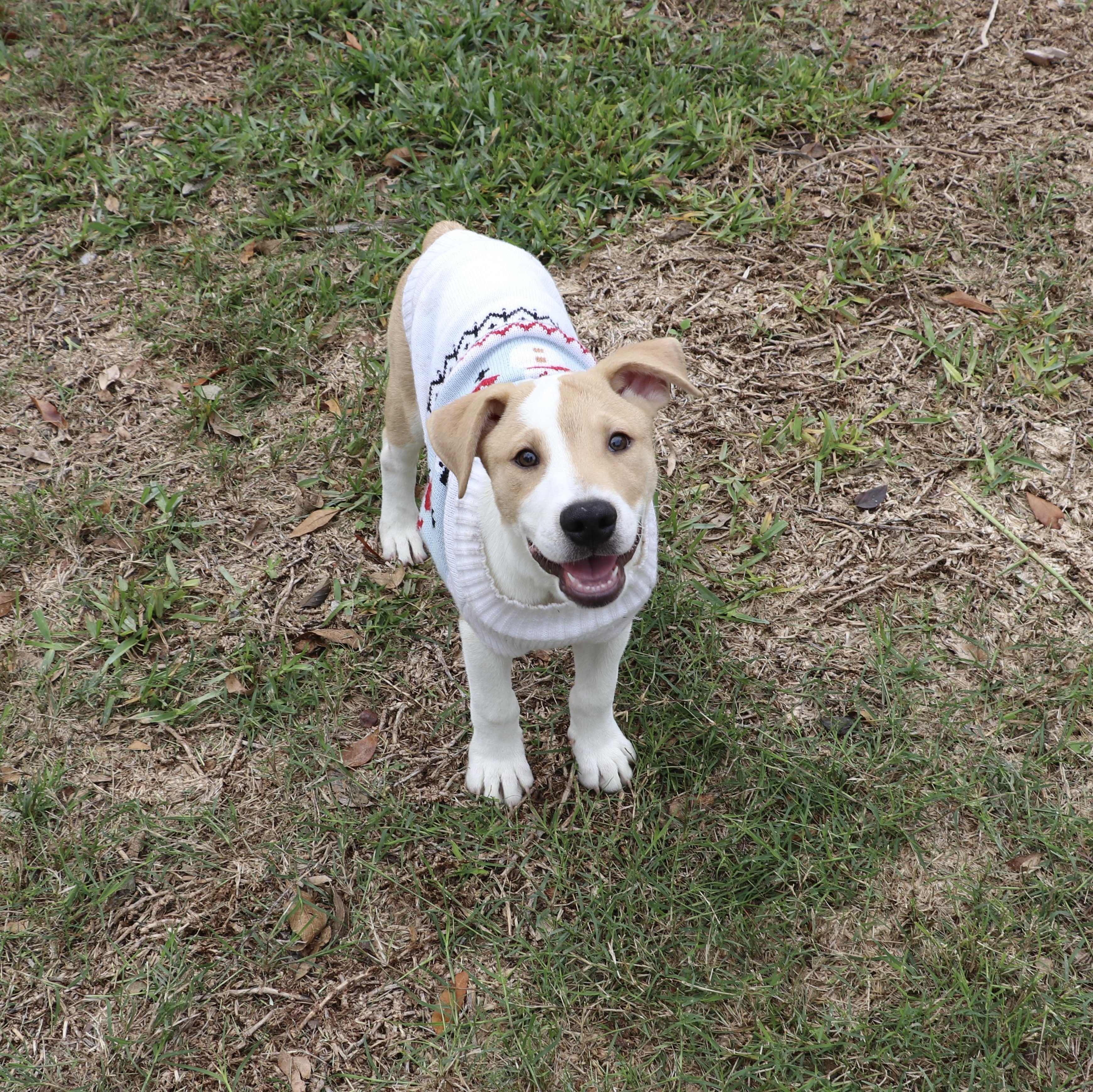 Outgoing And Cuddly Theodore thumbnail 6