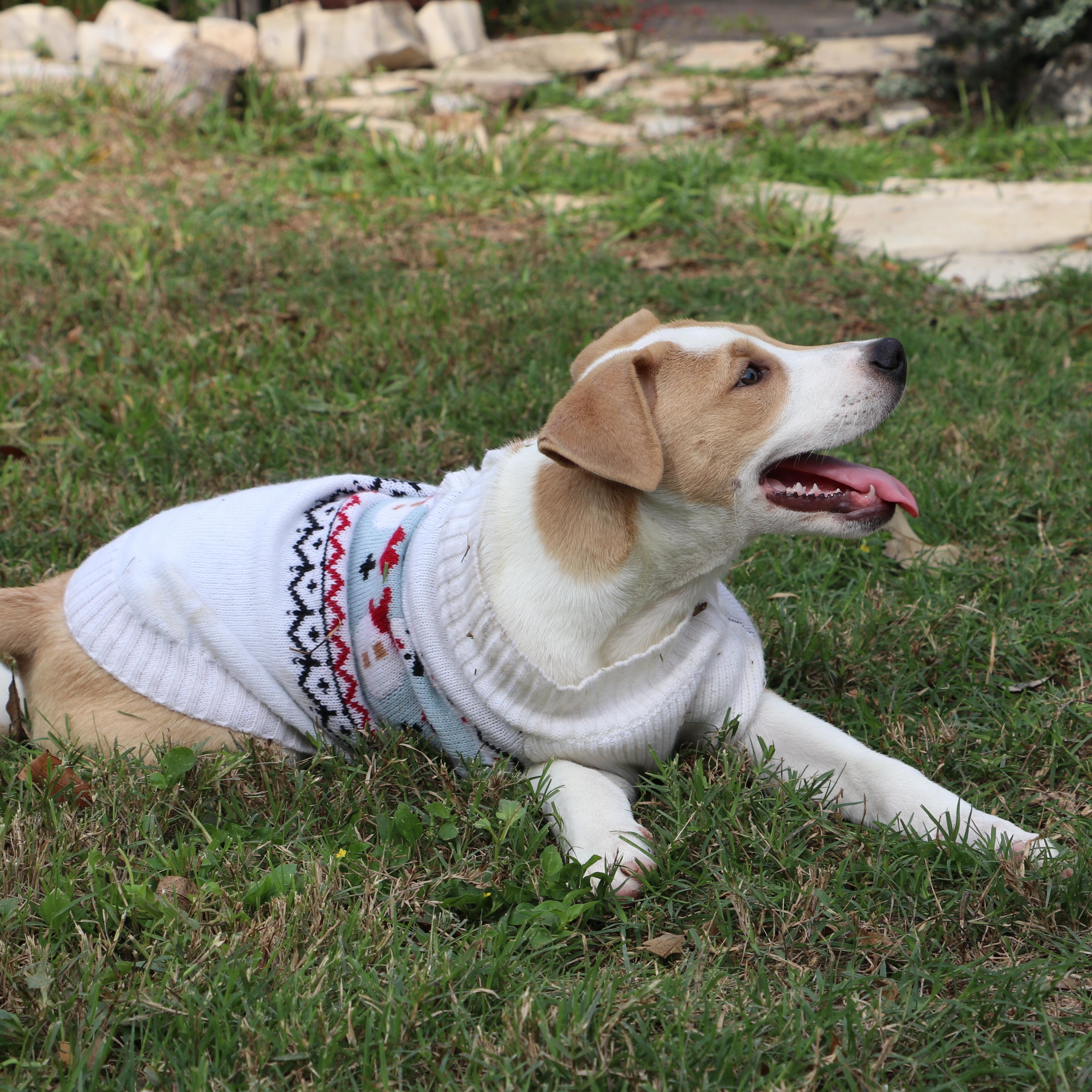 Outgoing And Cuddly Theodore thumbnail 7