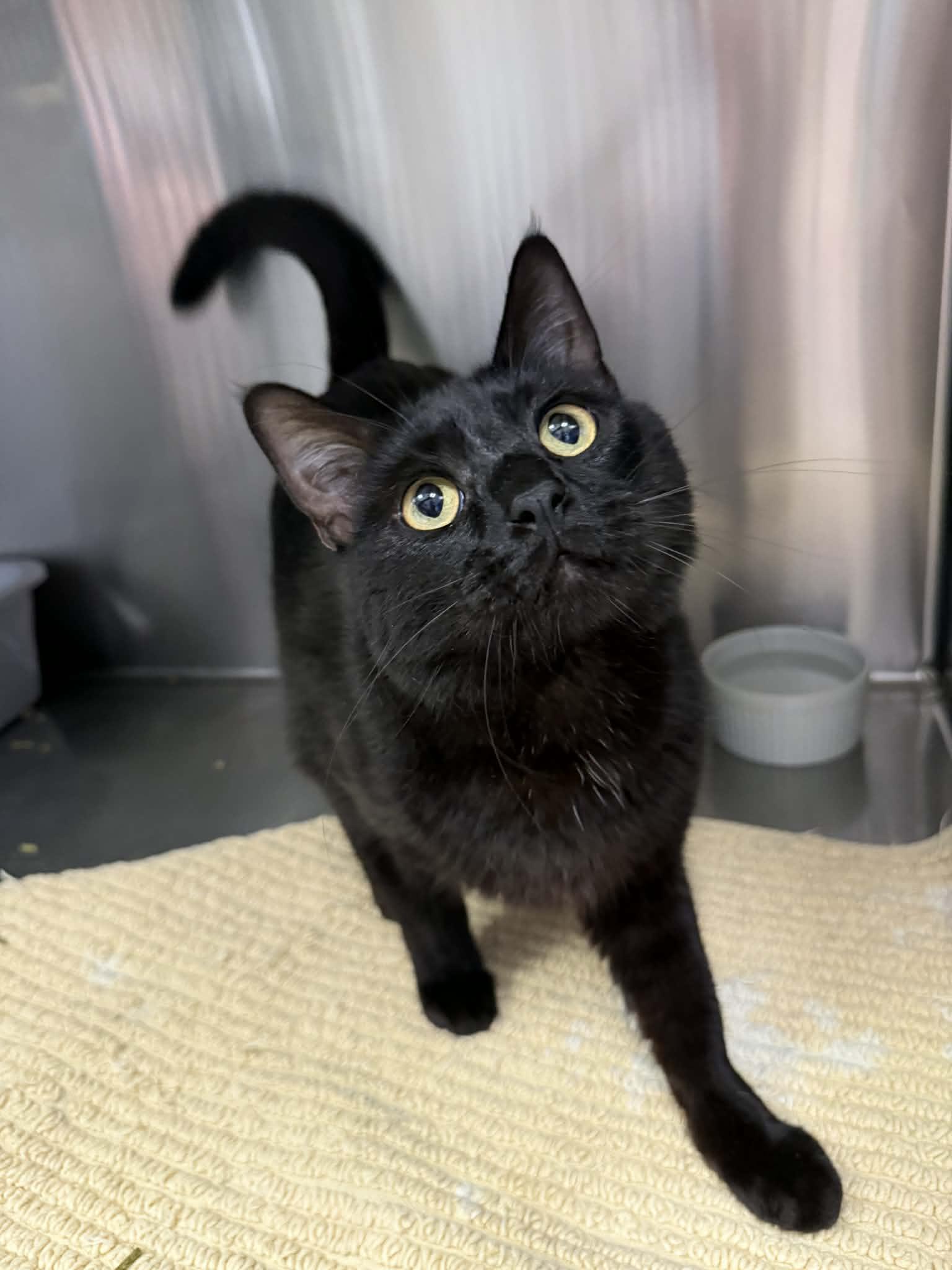 Enlarge Sphinx, a Adoptable Domestic Short Hair in Medford, OR image 1/3