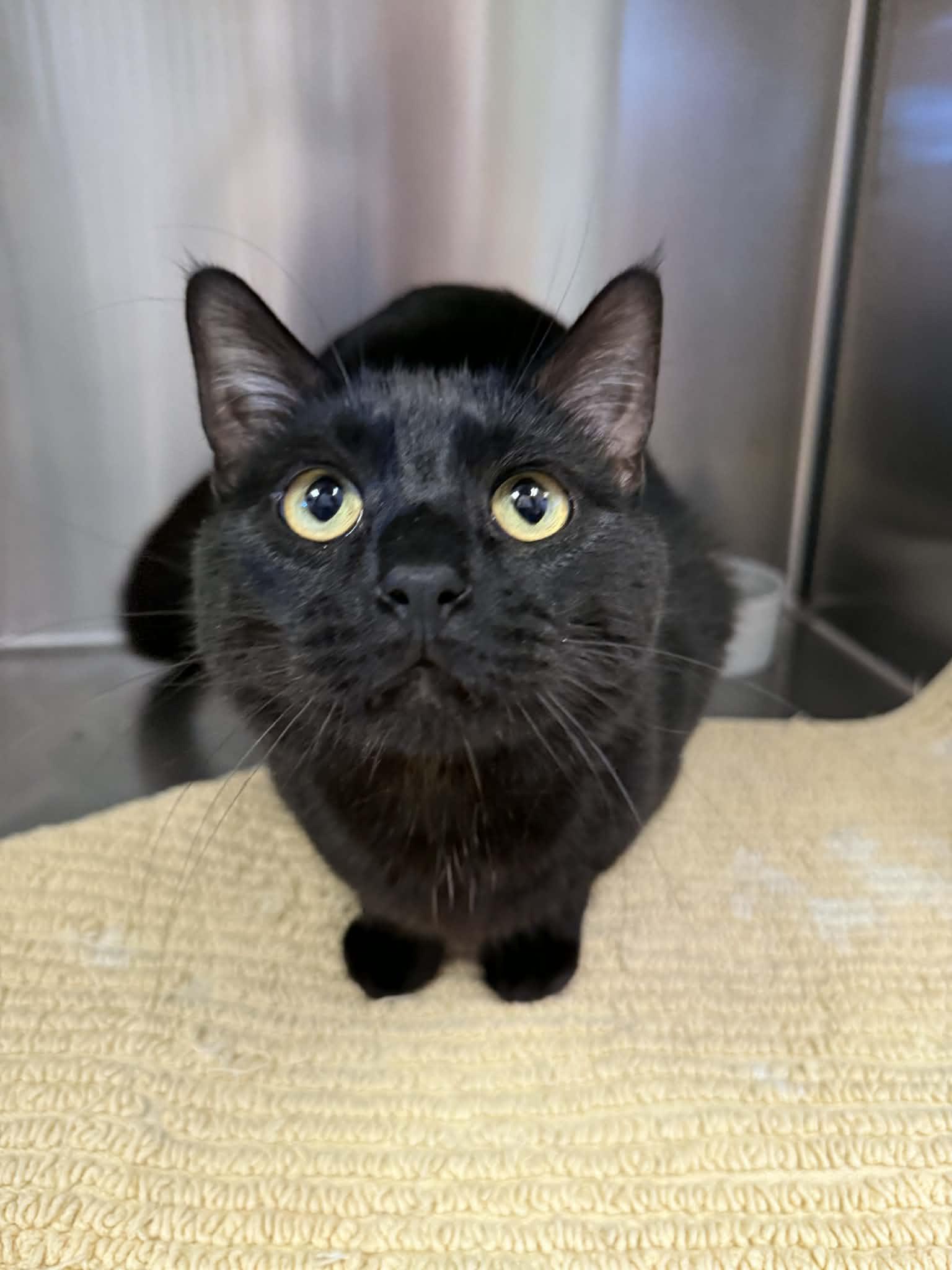 Enlarge Sphinx, a Adoptable Domestic Short Hair in Medford, OR image 2/3