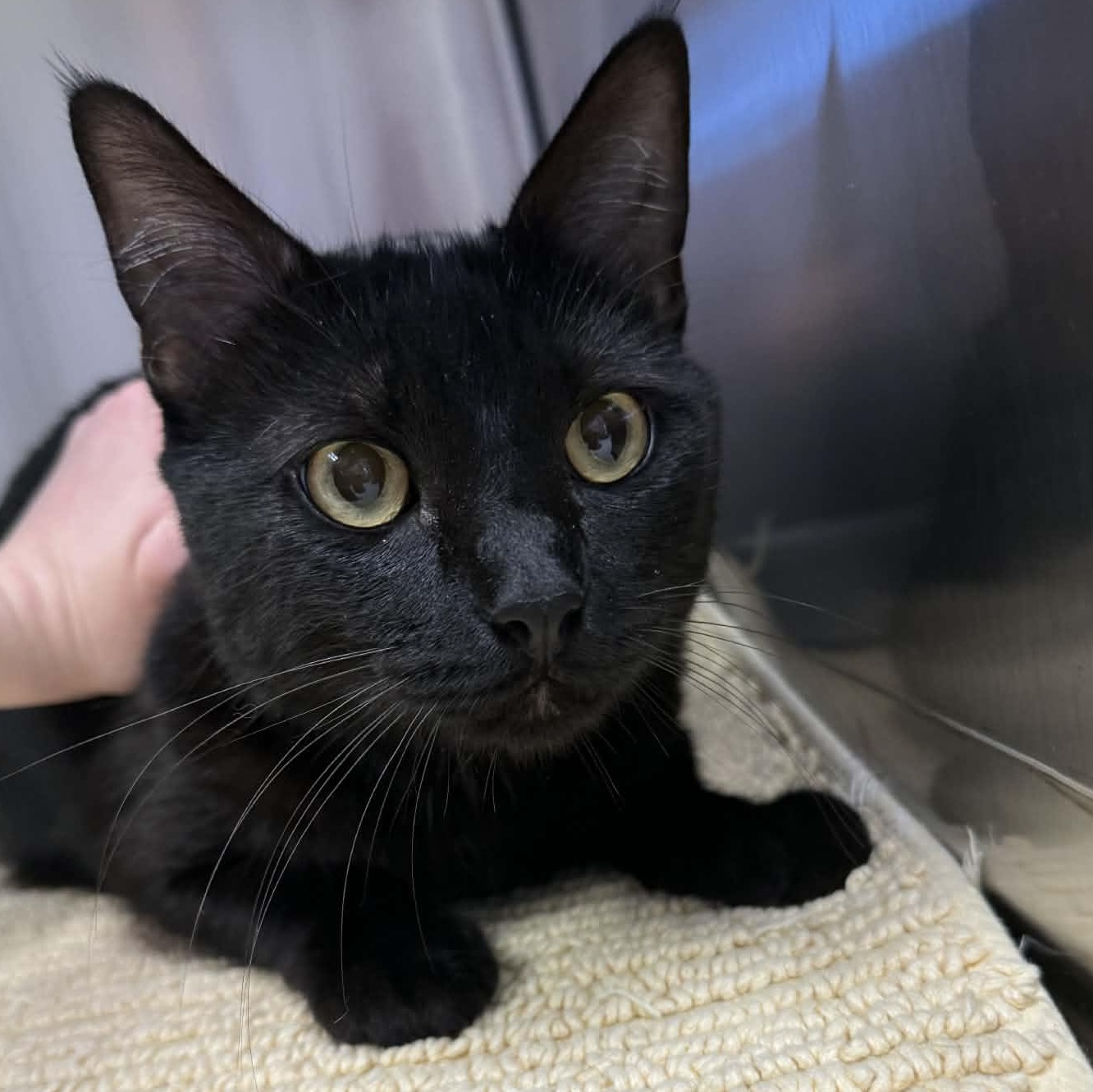 Enlarge Sphinx, a Adoptable Domestic Short Hair in Medford, OR image 3/3