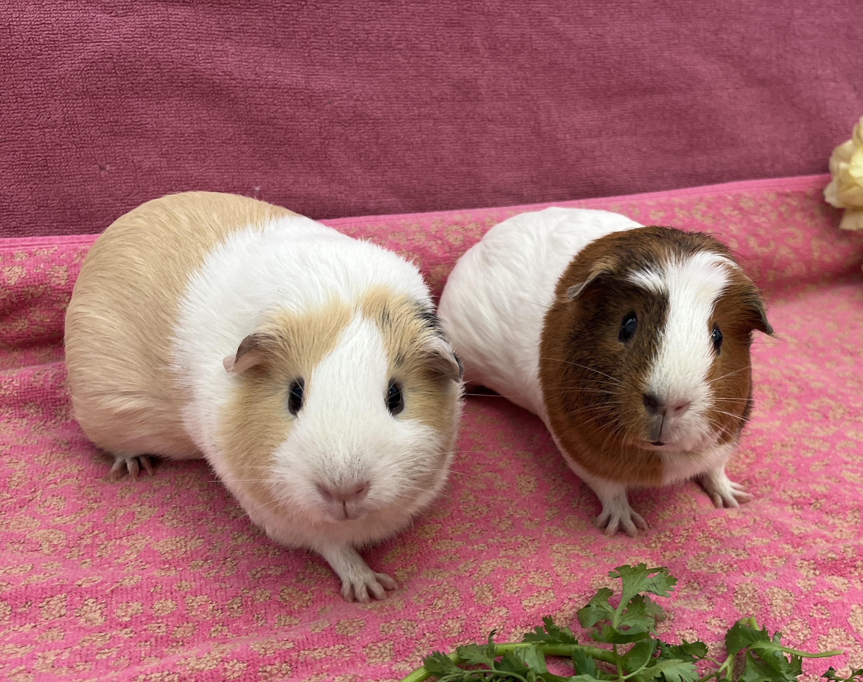 Ray & Mulan (bonded girls), Adoptable, Young Female Guinea Pig.