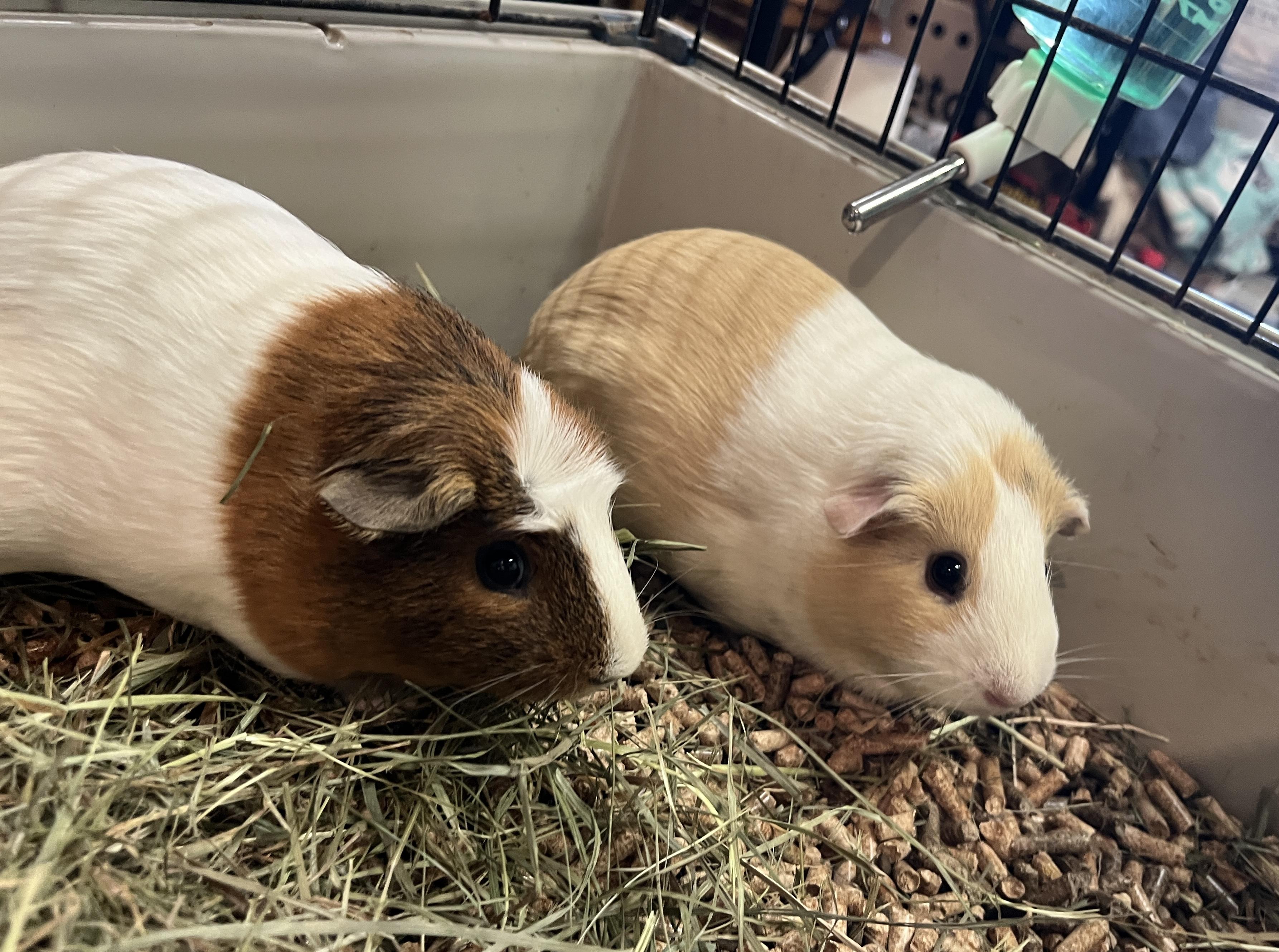 Ray & Mulan (bonded girls), a Adoptable Guinea Pig in Oakland, CA image 5/5