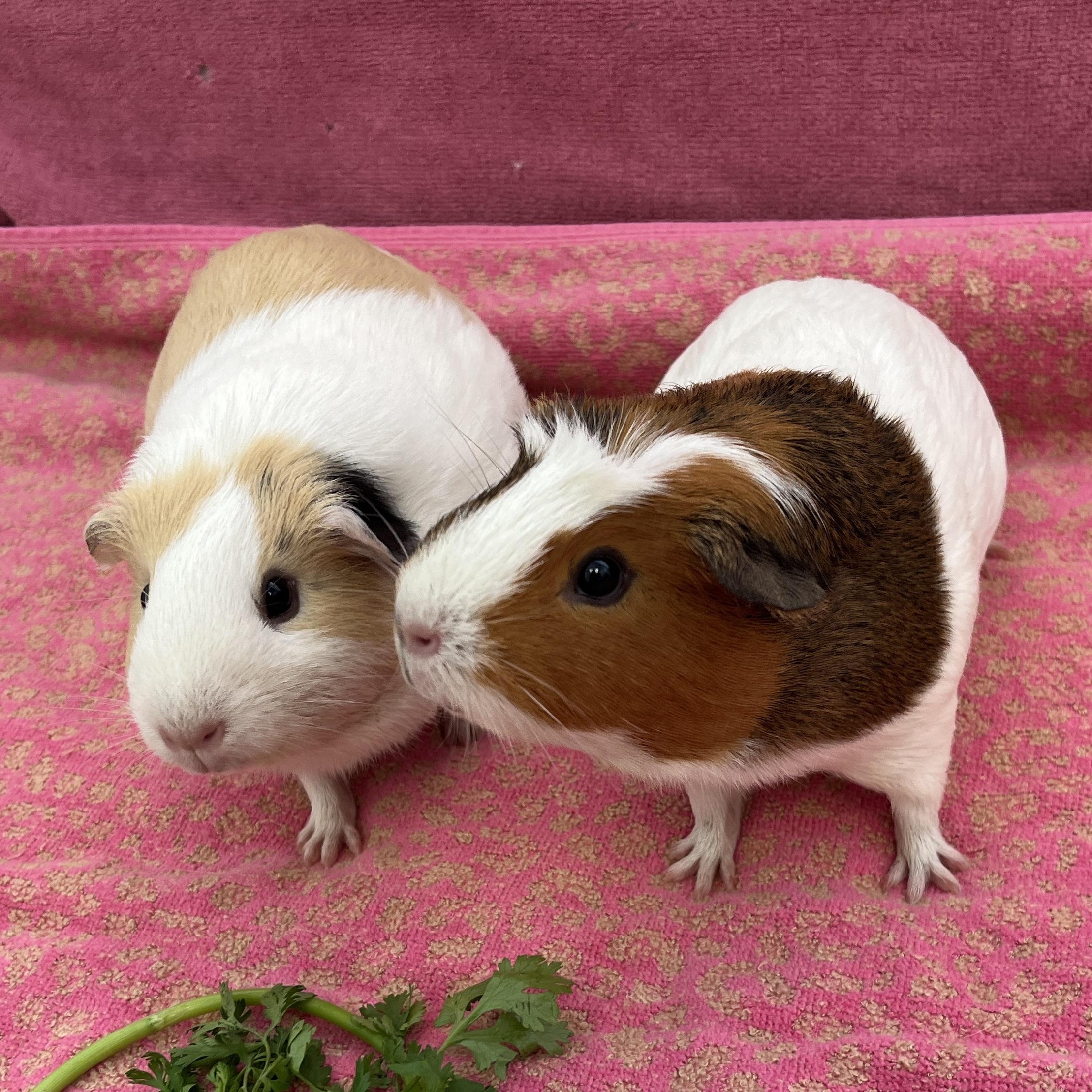 Ray & Mulan (bonded girls), a Adoptable Guinea Pig in Oakland, CA image 2/5