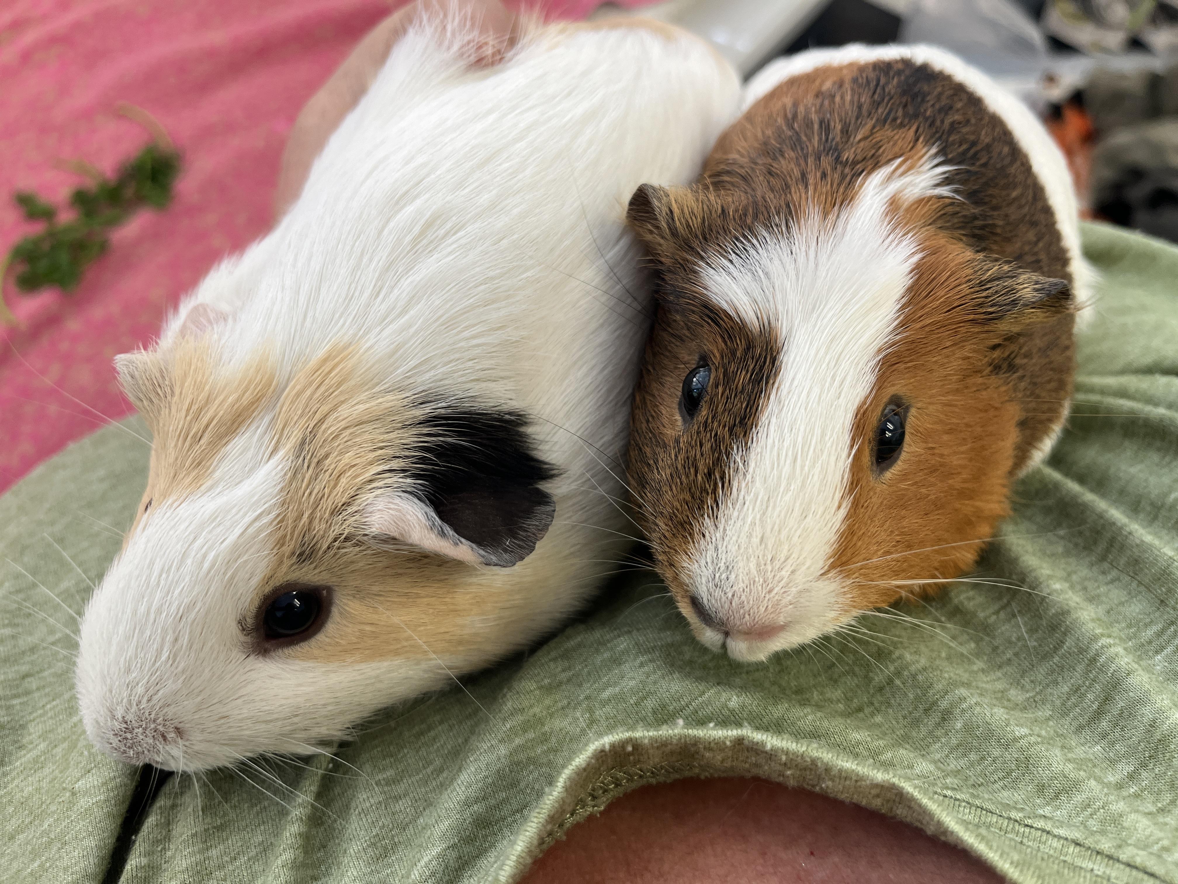 Ray & Mulan (bonded girls), a Adoptable Guinea Pig in Oakland, CA image 3/5