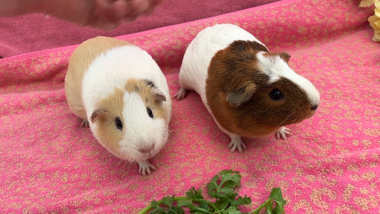 Enlarge Ray & Mulan (bonded girls), a Adoptable Guinea Pig in Oakland, CA video 4/5