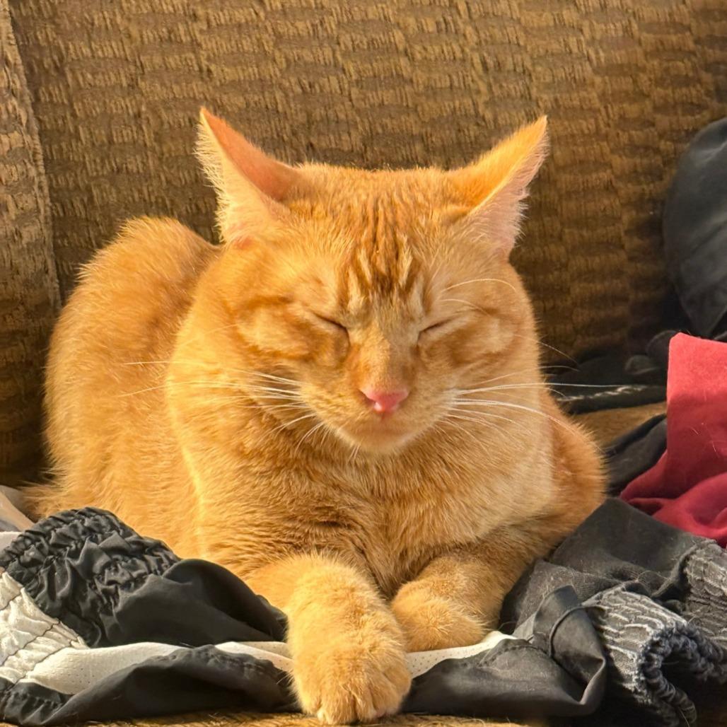 Spike, Adoptable, Adult Male Domestic Short Hair.