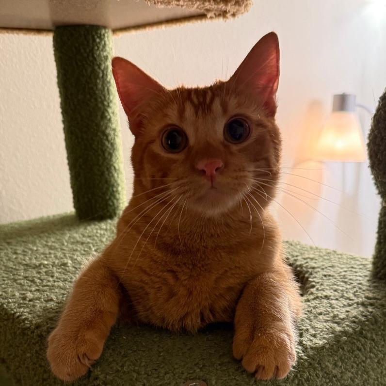 Enlarge Spike, a Adoptable Domestic Short Hair in Layton, UT image 2/6