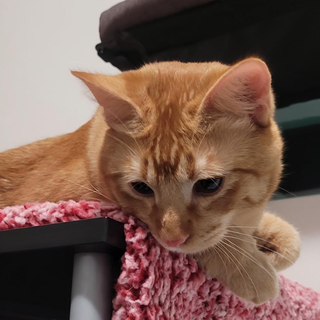 Enlarge Spike, a Adoptable Domestic Short Hair in Layton, UT image 3/6
