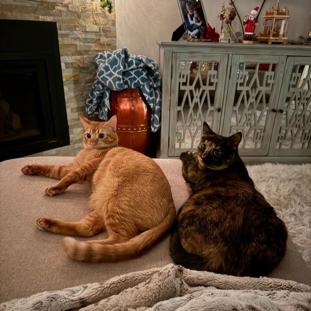 Enlarge Spike, a Adoptable Domestic Short Hair in Layton, UT image 4/6