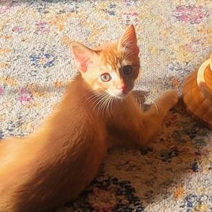 Enlarge Spike, a Adoptable Domestic Short Hair in Layton, UT image 5/6