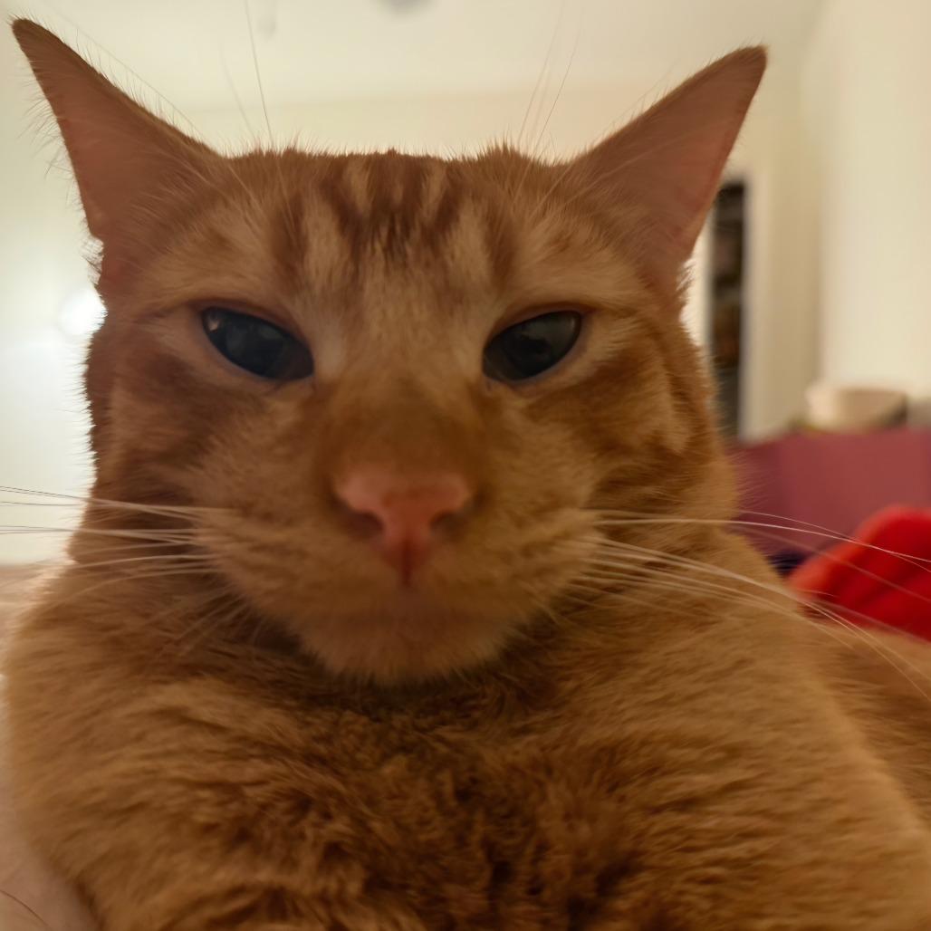 Enlarge Spike, a Adoptable Domestic Short Hair in Layton, UT image 6/6