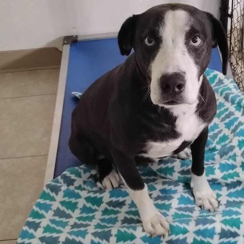 Fable, a Adoptable Mixed Breed in Jackson, MO image 2/2