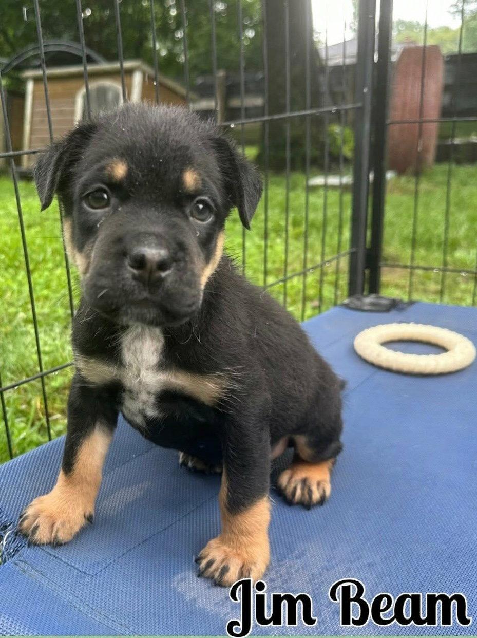 Whiskey Pups - Jim Beam, Adopted, Puppy Male Boxer & Australian Shepherd.