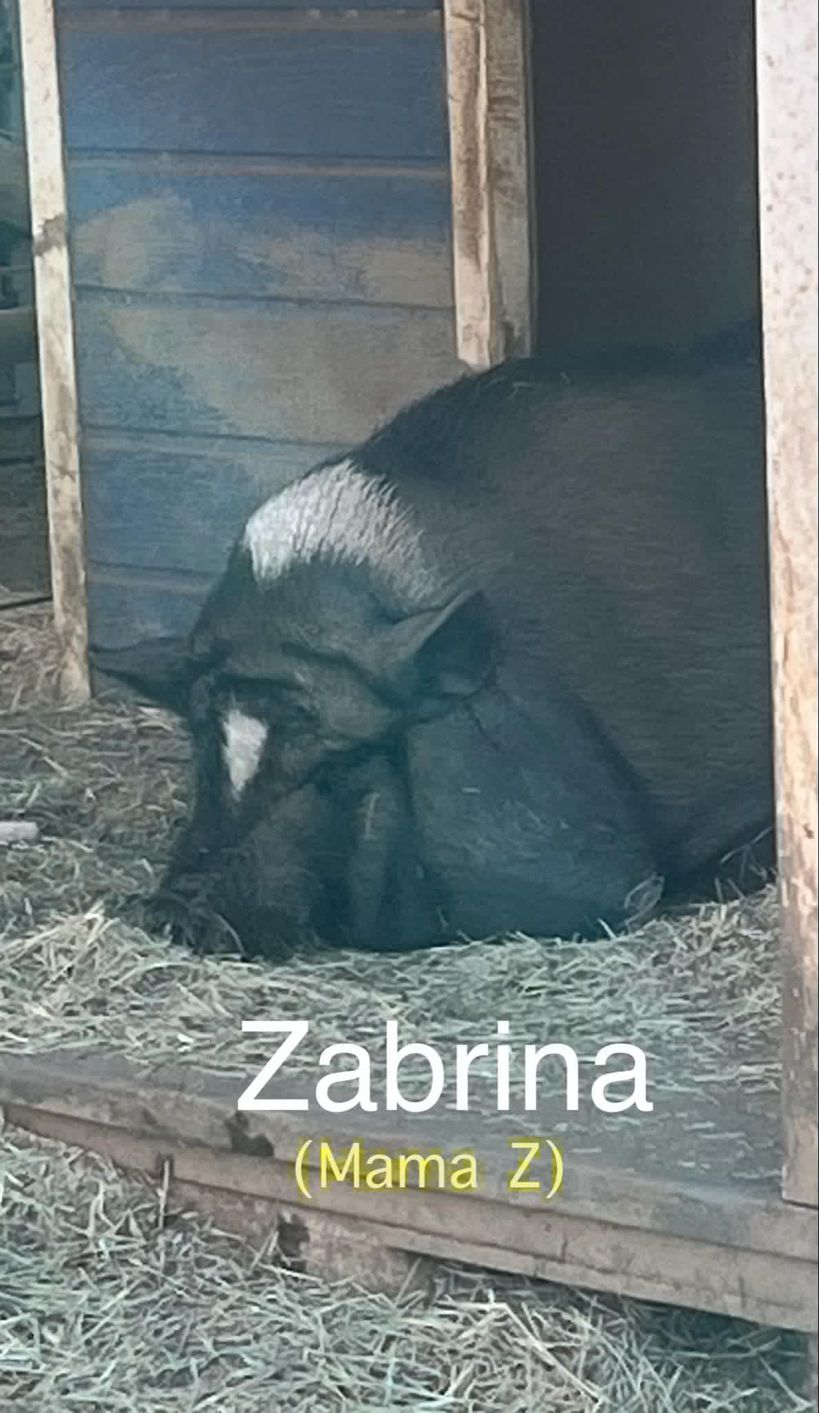 Enlarge Zabrina, a Adoptable Vietnamese Pot Bellied in Ramona, CA image 1/1