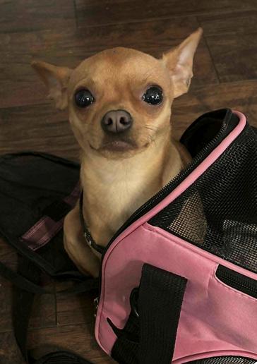 Benny, a Adopted Chihuahua in Osteen, FL image 1/3