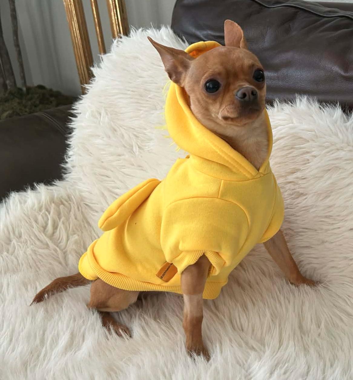 Benny, a Adopted Chihuahua in Osteen, FL image 2/3