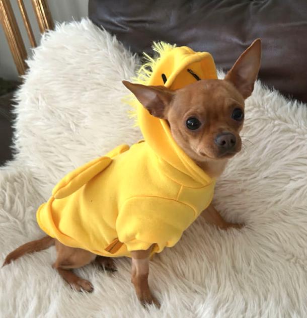 Benny, a Adopted Chihuahua in Osteen, FL image 3/3