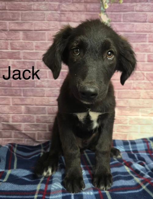 Enlarge Jack, a ADOPTABLE mixed breed in Littleton, CO image 2/2